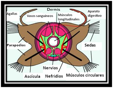 Un diagrama de una sección transversal de un gusano poliqueto "básico", mostrando las estructuras internas y los parapodios.