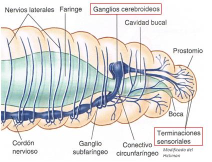 Sistema nervioso oligoquetos