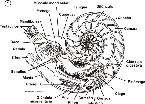 cefalopodo.jpg