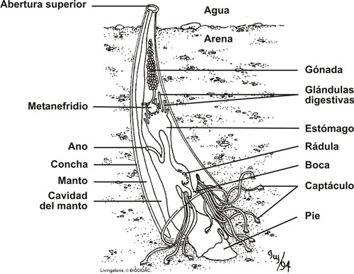 escafopodo.jpg