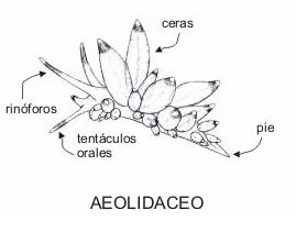 aeilidaceo.jpg