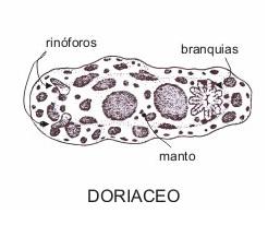 doriaceo.jpg