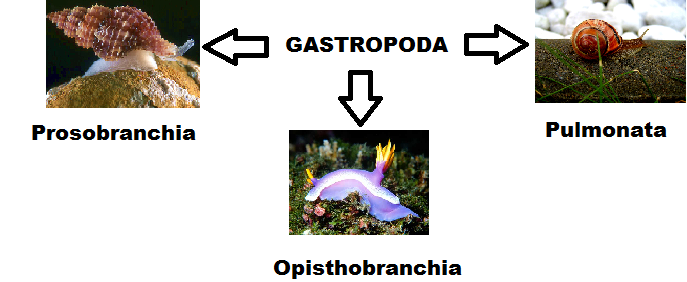 Clasificación_Tradicional.png