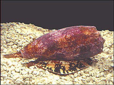 external image Conus-geographicus.jpg