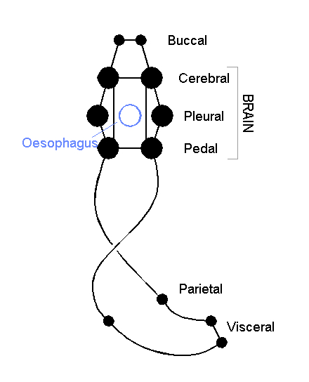 external image Gastropod_nervous_system.gif