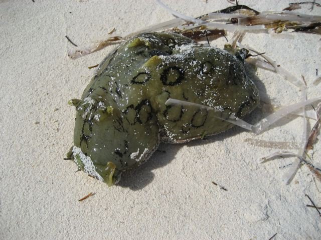external image SeaHare-794202.jpg