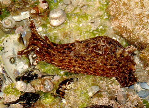 external image SeaHare1.jpg