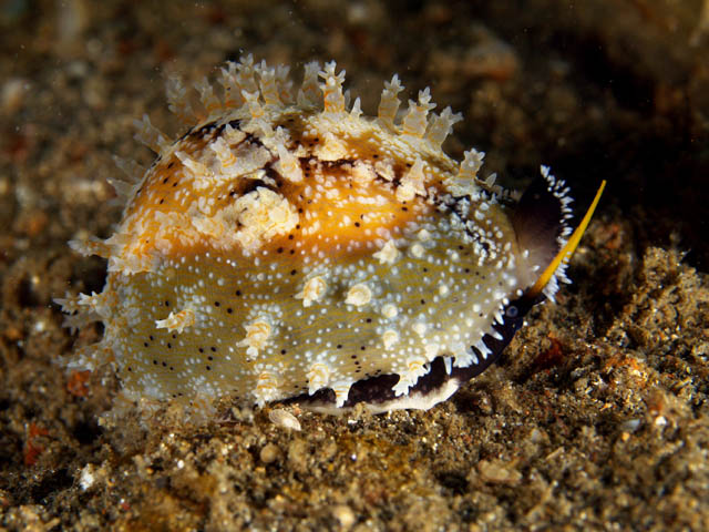 external image cowrie2.jpg