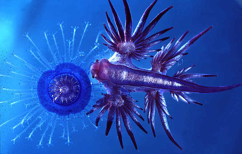 external image glaucus_eating_velella1.jpg
