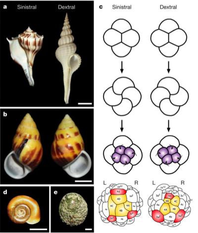 external image nodal_spiral.jpeg