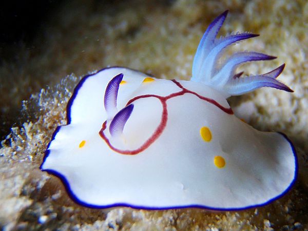 nudibranchs09-nudibranch_18179_600x450.jpg