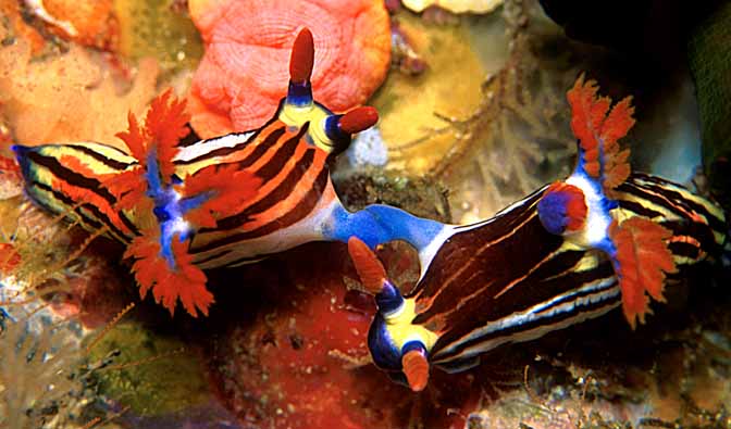 nudimate1.jpg