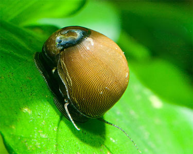 oliveNeriteSnail1.jpg