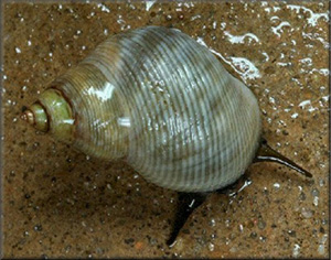 external image periwinkle.jpg