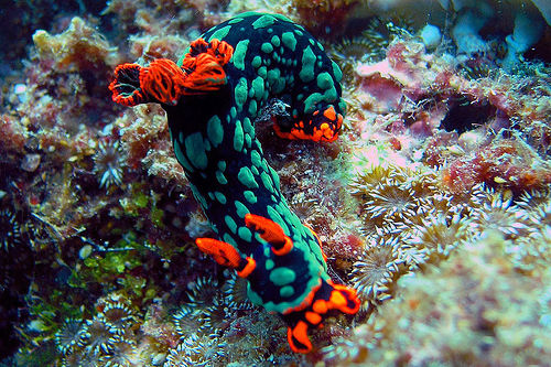 sea_slug_02.jpg