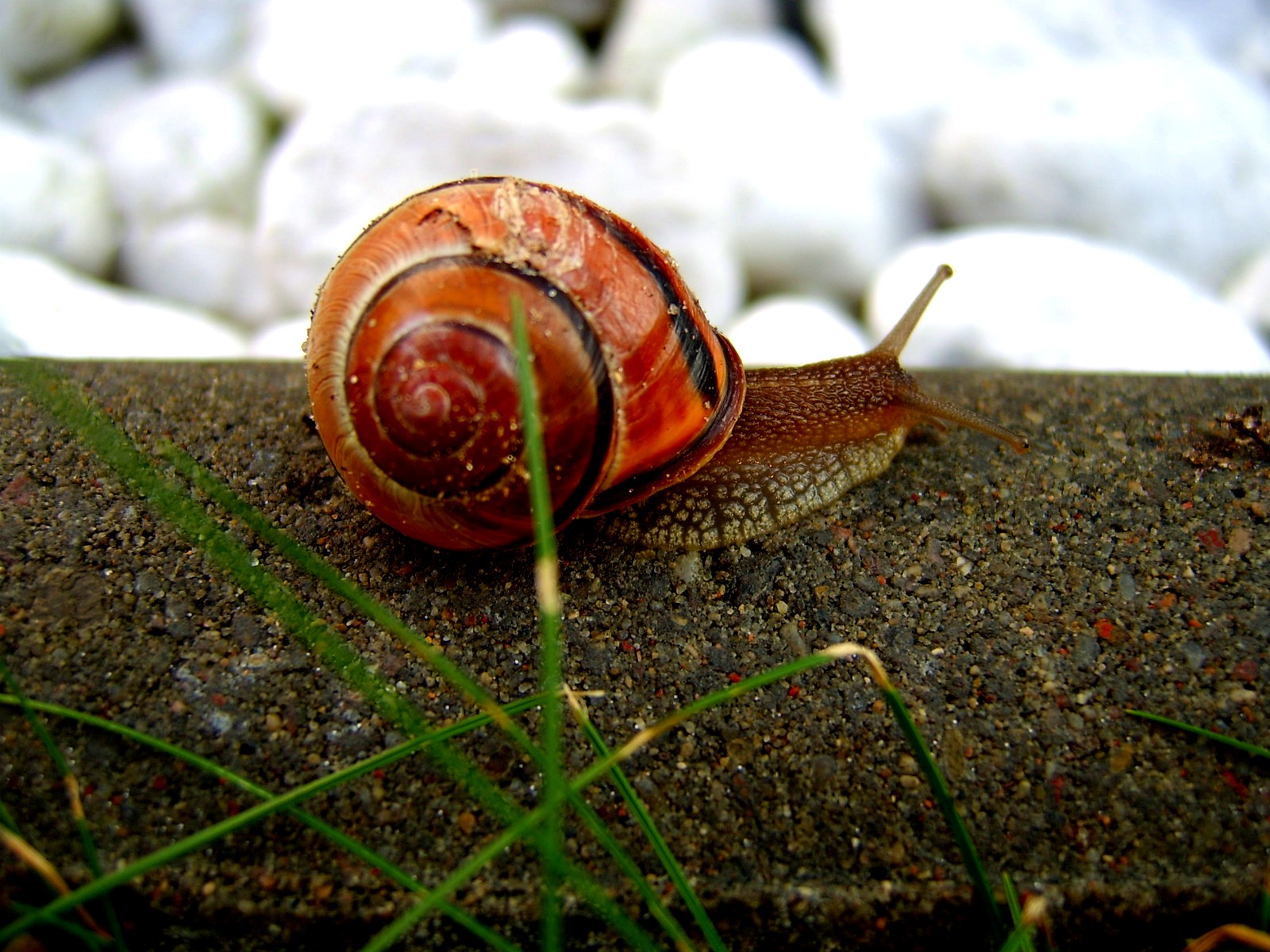 external image snail_000.jpg