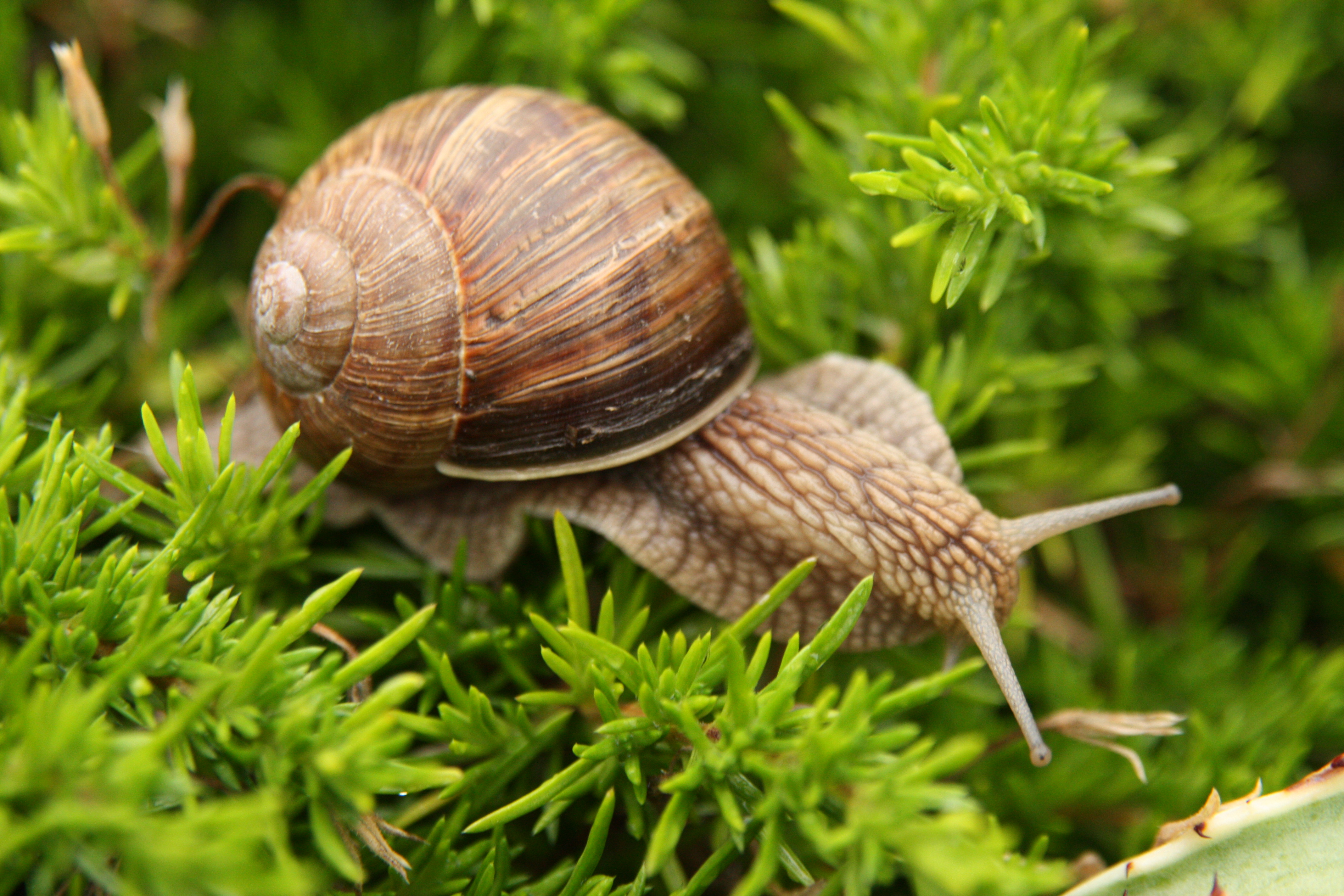 external image snail_by_darBis.jpg