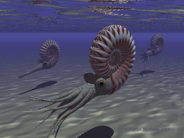 imagen 17: modelo virtual de Ammonite