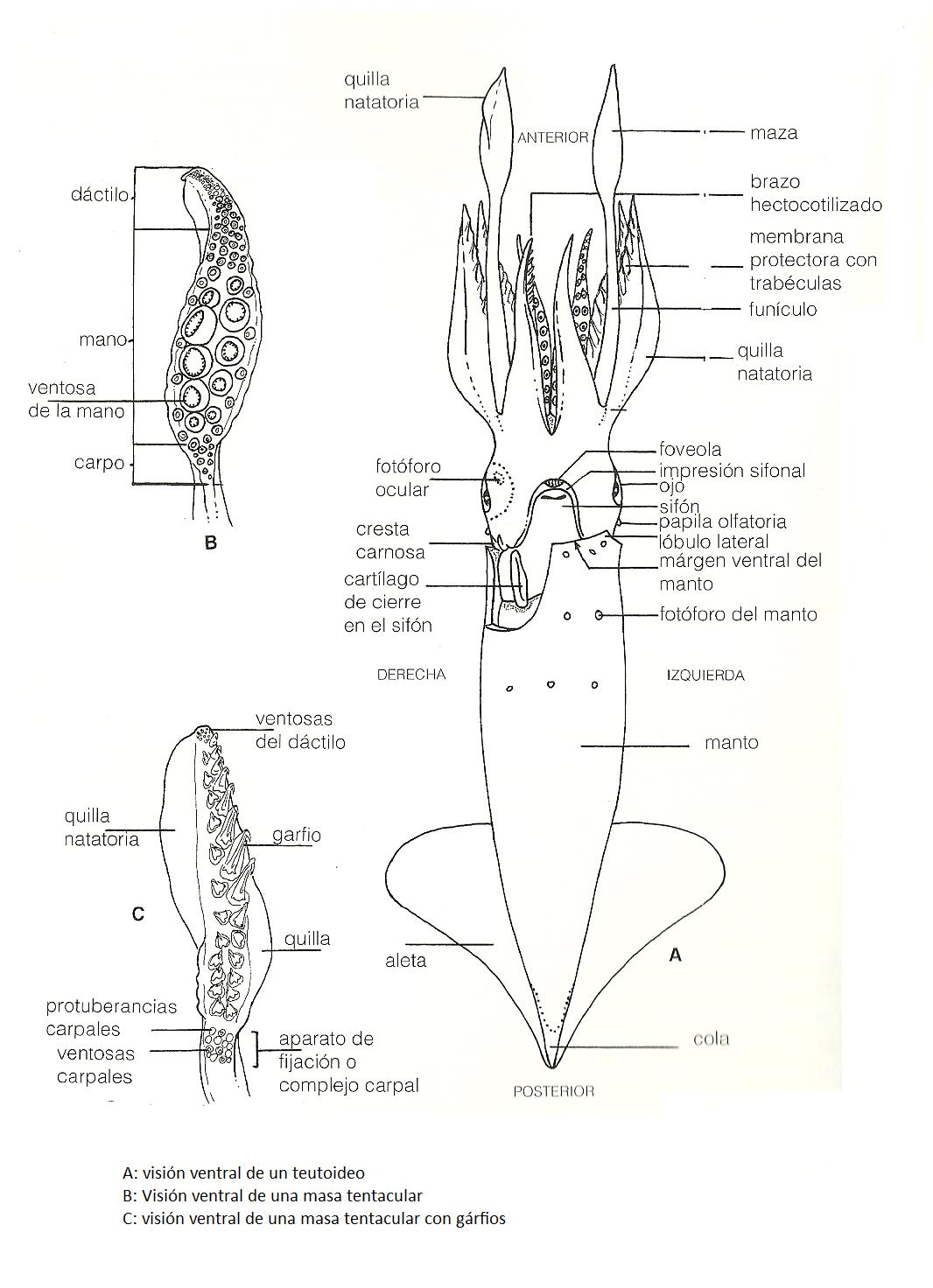 imagen 5: Anatomia interna de un calamar