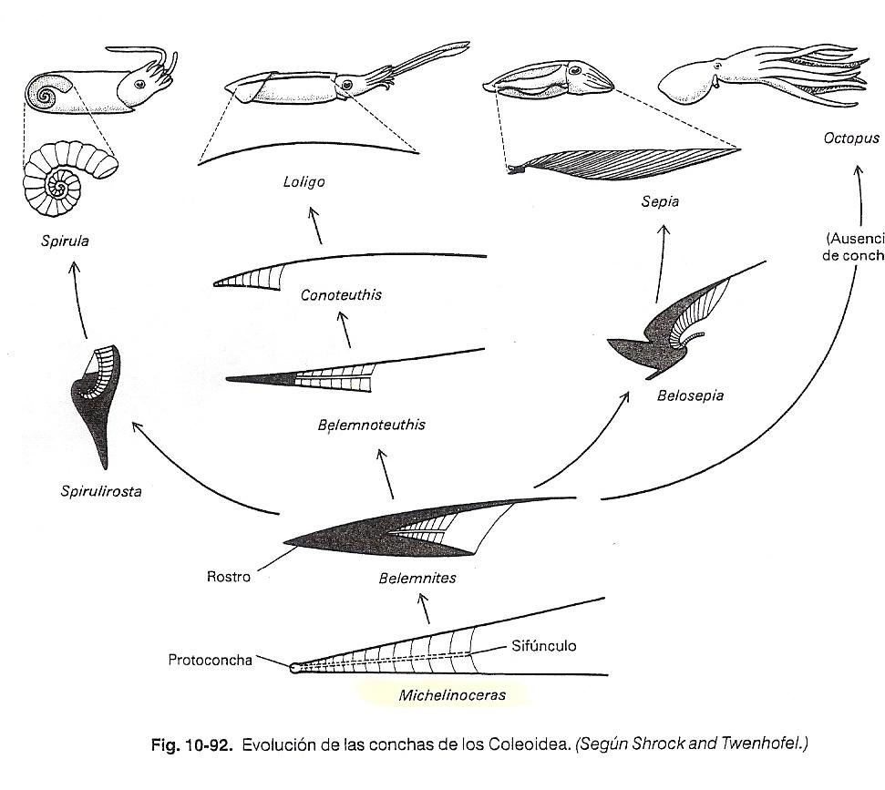 imagen 25: Evolución de la concha en Coleoideos