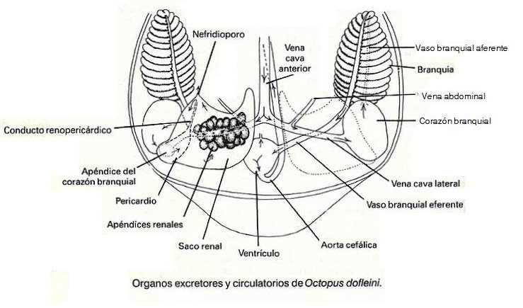imagen 14: Órganos excretores y circulatorios de Octopus dofleni