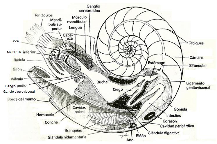 imagen 7: Anatomia interna de un nautilo