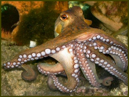 imagen 24: Octopus vulgaris