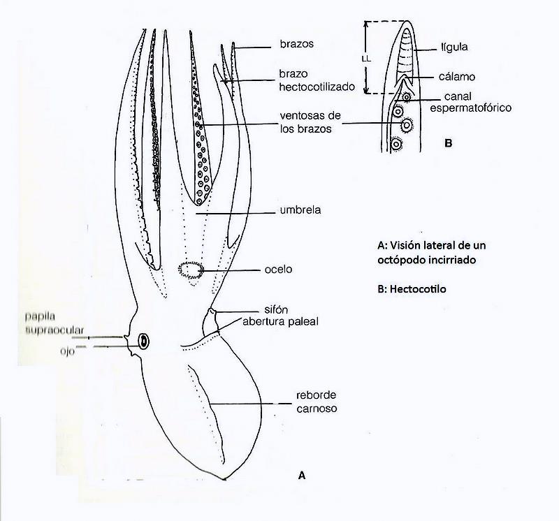 imagen 8: Morfología externa de un pulpo