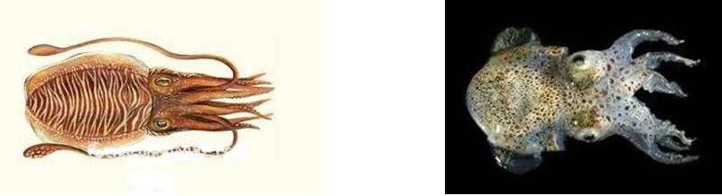 imagen 19: a)Sepia officinalis; b) Sepiola atlántica