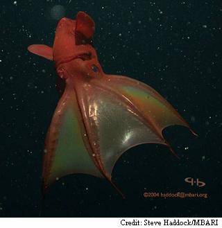 imagen 22: Vampyroteuthis infernalis 