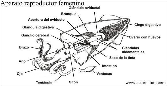 aparato_repoductor_hembra.jpg
