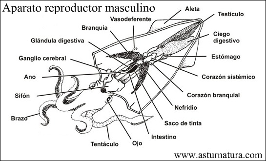 aparato_reproductor_macho.jpg