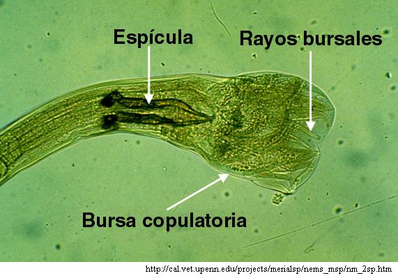 bursa.JPG