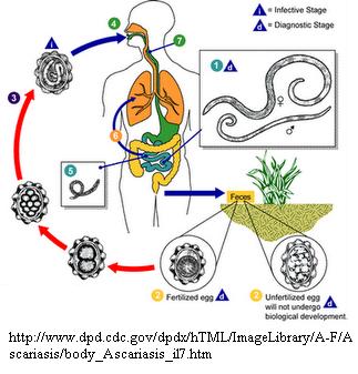 ciclo_ascaris.JPG