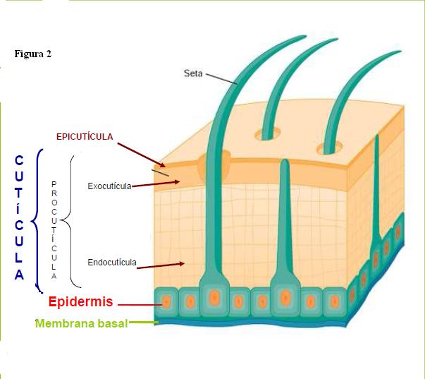 dibujo de la pared corporal de un nematodo