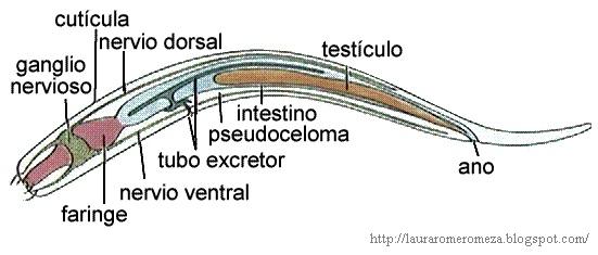 dibujo_con_partes.JPG