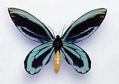 Mariposa Alas de Pájaro (Ornithoptera alexandrae) Mariposa Alas de Pájaro (Ornithoptera alexandrae)