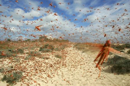 Plaga de Langostas Plaga de Langostas