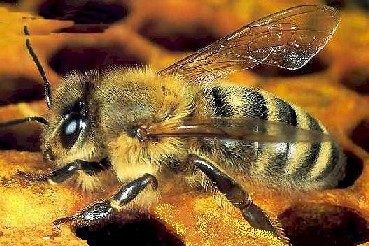 Apis mellifera (Abeja Asesina) Apis mellifera (Abeja Asesina)