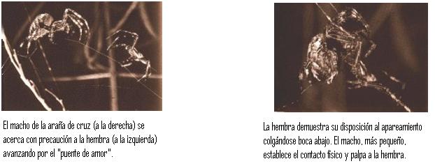 arañas_apareamiento.JPG