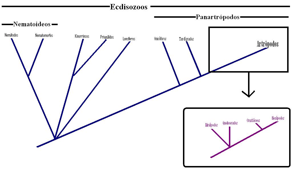 artrópodos.JPG