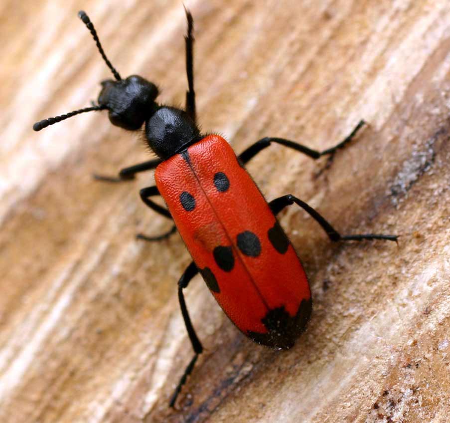 Figura 3. Coleóptero Meloidae con coloración aposemática característica. Mylabris_quadripunctata01.jpg