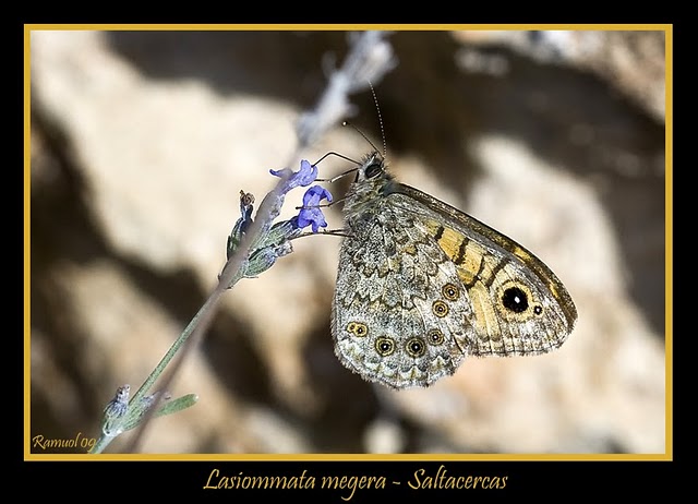 Figura7. Ocelos como automimetismo en lepidóptero. lasiommata_megera_marco.jpg