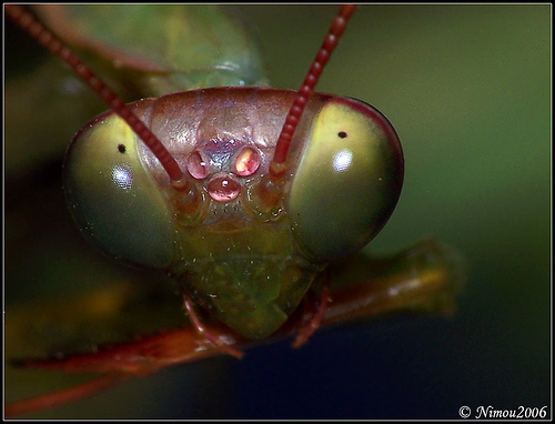 Figura 12. Ojos compuestos y ocelos de libélula. 256601827_b56b3ffb47.jpg