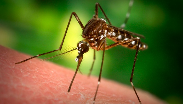 Figura 13. Los insectos chupadores de sangre utilizan la termorrecepción para localizar huéspedes endotérmicos. mosquito.jpg