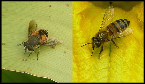 Figura 5. Mimetismo Batesiano mosca-abeja. 1440196332_ee9516