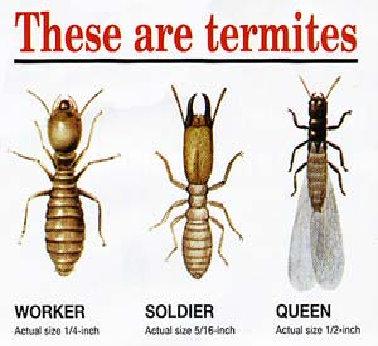 termitas.jpg