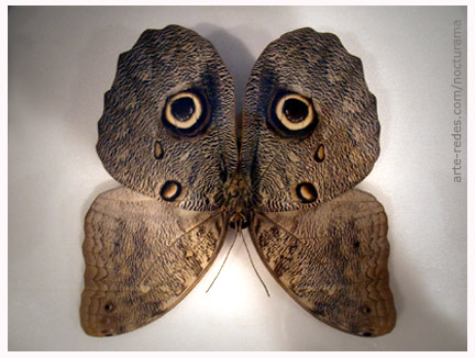external image mariposa-buho-arte-redes.jpg
