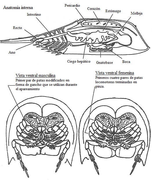 Esquema anatomía interna 