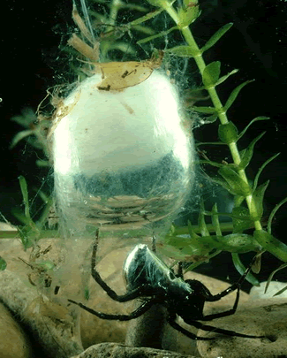 Argyroneta aquatica